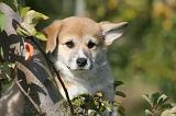 CORGI PEMBROKE 1100